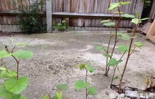 房前屋后,看见这植物,得铲掉