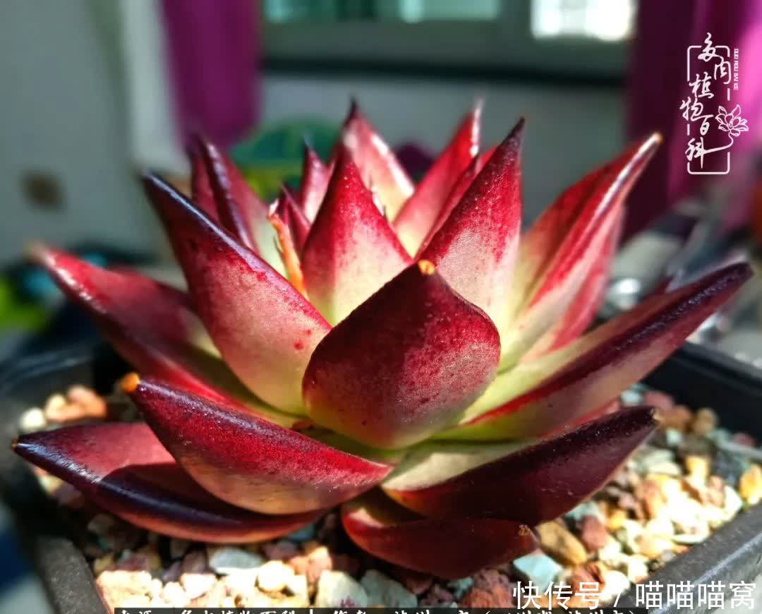 今日阳光正好怎能浪费?多肉美照拍拍拍!