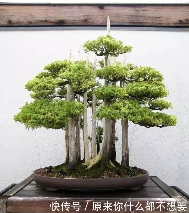 世界上又一奢侈品《盆栽》一盆就是一座房子!