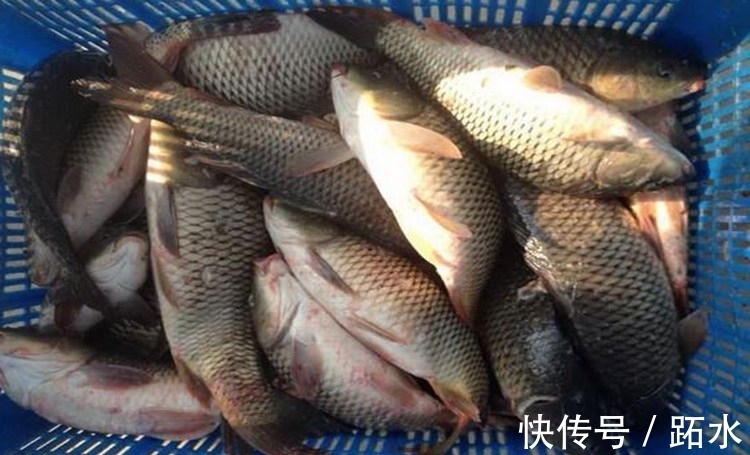 秘制红糖蒸玉米鱼饵配方分享 饵料入水后鲤鱼狂咬