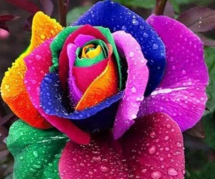 花期超长的几种花卉,开花美长势旺,黄绿交辉