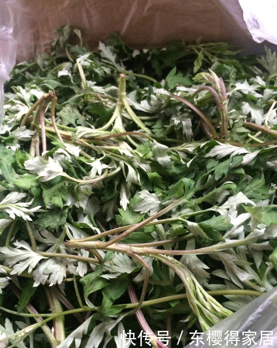 土壤|你还在用杀虫剂驱虫吗植物会中毒的,学会6个方法,虫子跑光光