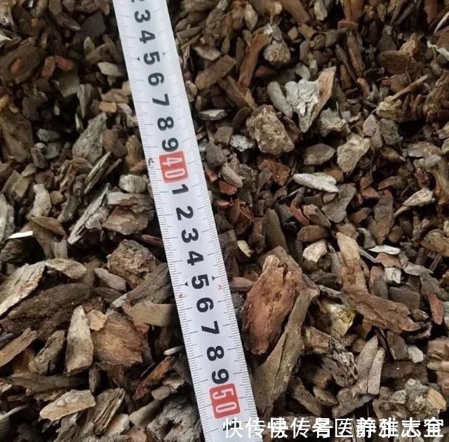 玉米棒|“积鼠成山”,老鼠在经过电击之后,都往角落堆