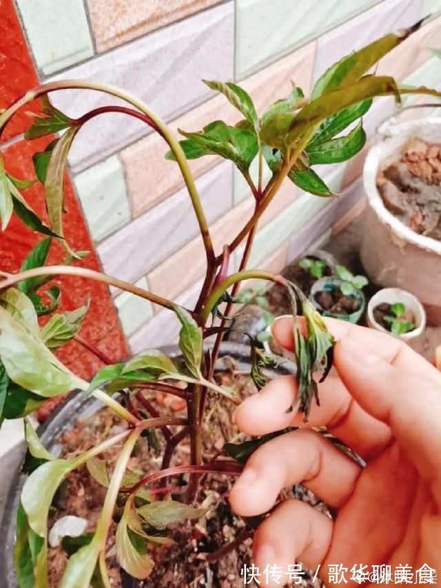 夏天养花,这个地方千万别摆,否则3天死翘翘