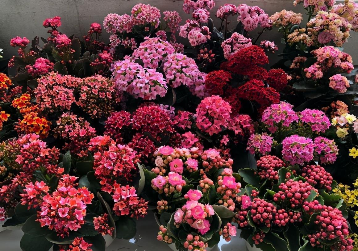 3种“仙气花”,寒冬腊月“照样开”,一盆开花上千朵,人见人爱