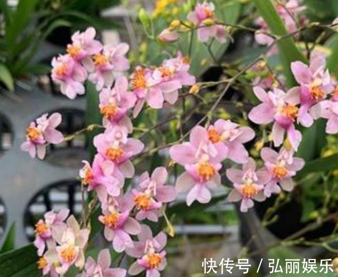 小花蕾|4种花好养又漂亮，高贵优雅上档次，开花不断好养活