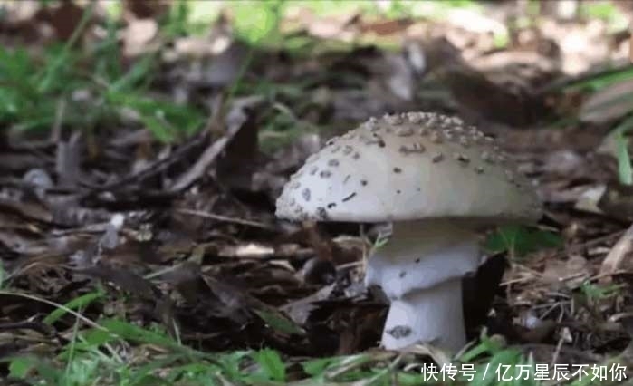 没想到|男子实验将1000度高温的铝液倒在蘑菇上, 没想到得到了一件艺术品