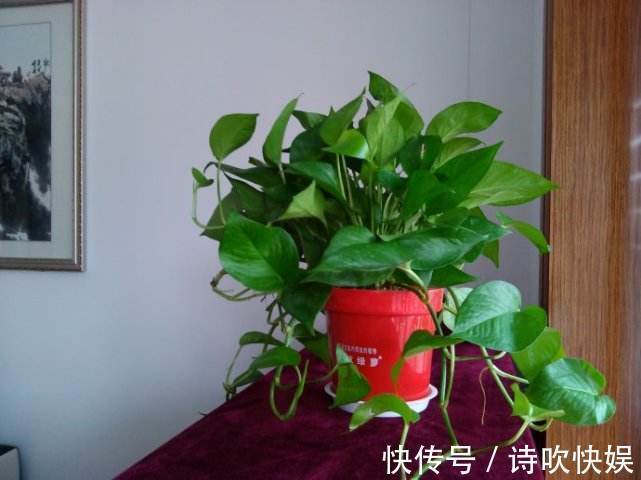 “3种花”已经被懂行的人拉入黑名单，就是再有钱，也别养室内