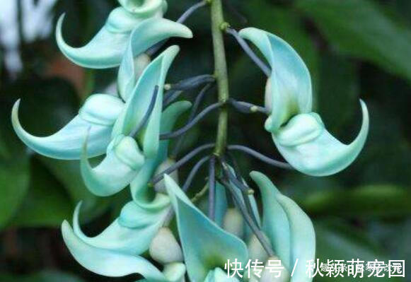 养花就养这几款,高贵美丽,比玫瑰美,比牡丹艳,四季开花