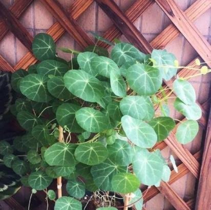 懒人不适合养花？错！选择5种花，不挑土，耐干旱，不管它都长！