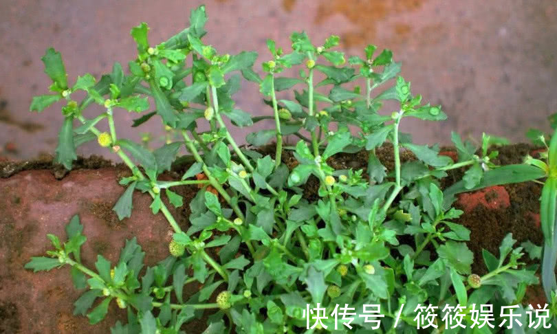 药材|人称“鹅不食草”记住样子对治愈咳嗽很有效,或许你老家有!