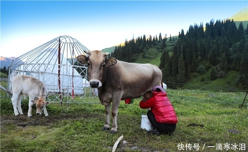 蒙古包|自驾独库公路：那拉提草原牧民，生活过得简单却都是百万富翁