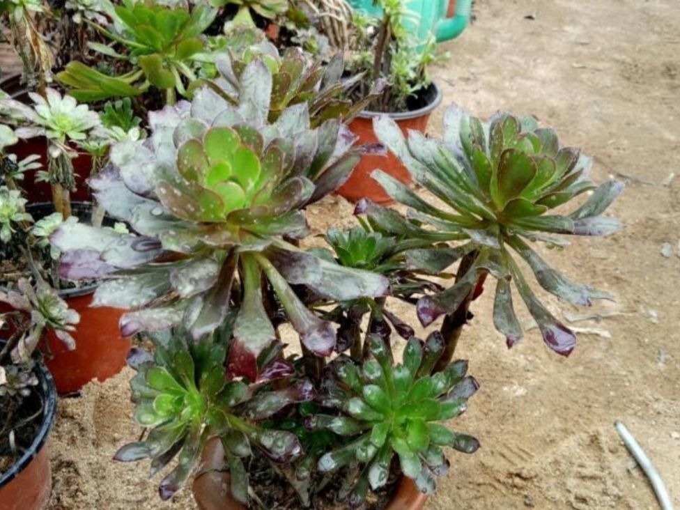 养多肉黑法师,在枝头部位切一刀,爆出更多大“花头”