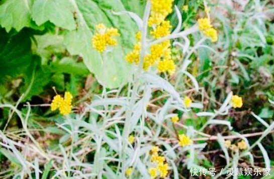 女性|女性不想得卵巢癌,每天食此菜,清理细菌,能让子宫越来越干净
