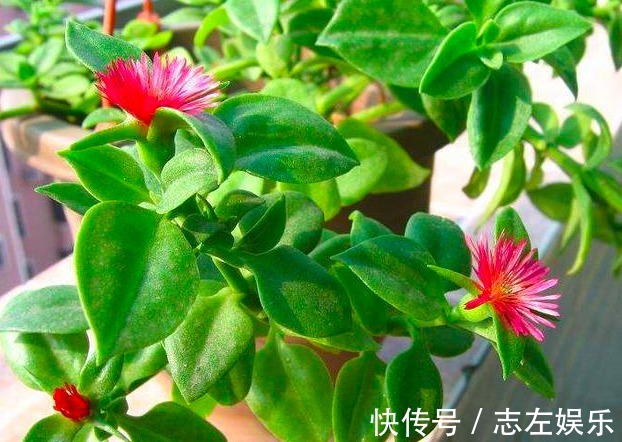 牡丹吊兰促花的三个技能,掌握1个就能开花不断,贯穿春夏秋三季