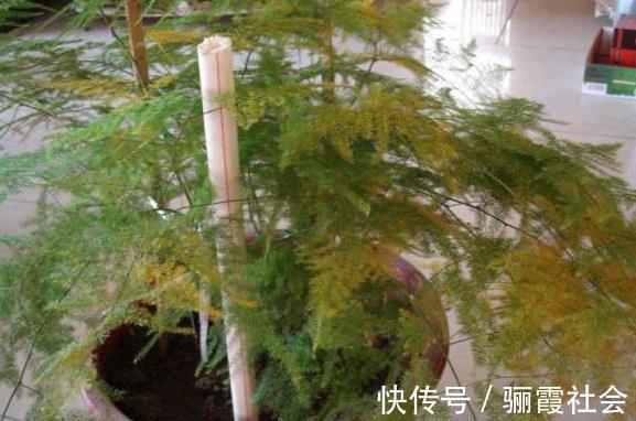 文竹养不好,是因为有“4怕”,不及时纠正,叶片就会发黄