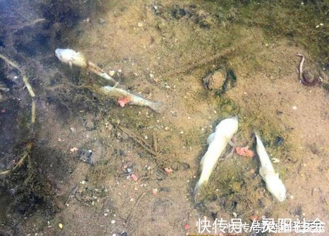 物种|钓到小鱼就摔死，真有必要吗？钓友：有两种“害鱼”必须摔