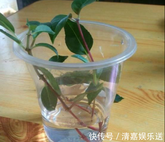 泡水|3种枝条泡水里,10天长根,一次开花100朵,水培成活率更高!