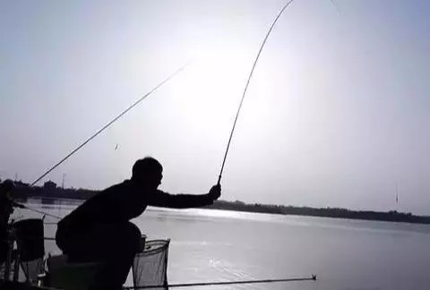 鲤鱼|教你如何识别鱼情!爆不爆护就看这项基本功了,钓鱼人必收藏