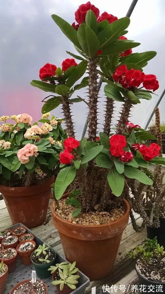 阳台养盆栽铁海棠四季开花的技巧,做好这几点特别关键