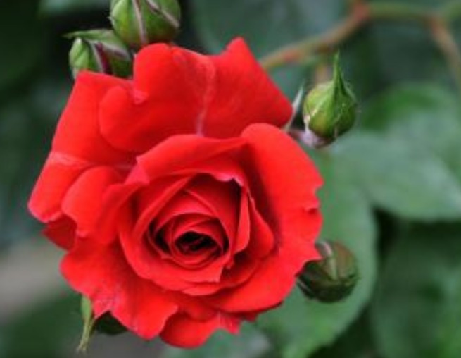 此花，比“菊花、月季”都美，好养易活，花香似香水，女性最爱