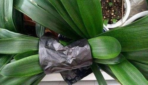 张大爷养君子兰，白天喝口酒，晚上闷上头，20天窜出大花箭！