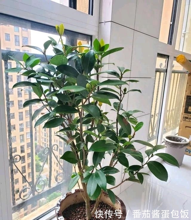 春天来临,这5种盆栽要修理一番了,剃成小光头,开花更顺利