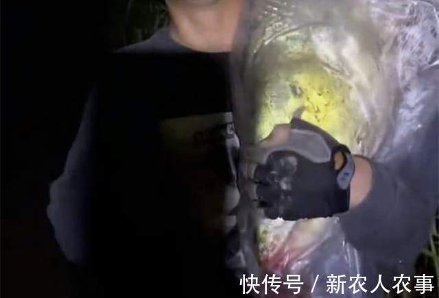 湖北一男子野钓过瘾,意外收获1.68米的“淡水之王”,直接扛回家