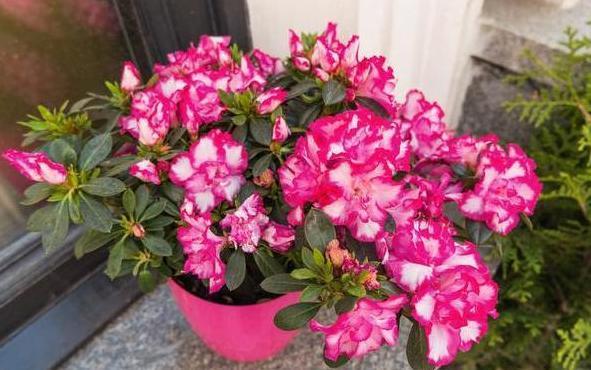 家家户户都有的黄豆，该如何制成''长个肥''酵熟、兑水、浇花