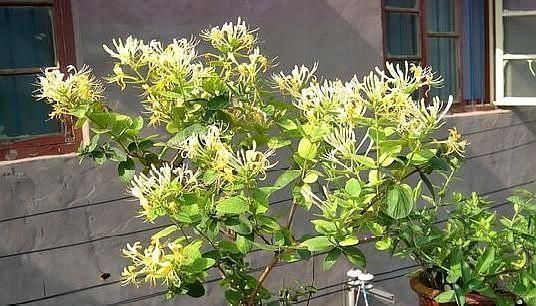 这“3种花”不仅好养、开花美,还能除螨去味,养上10盆都不够