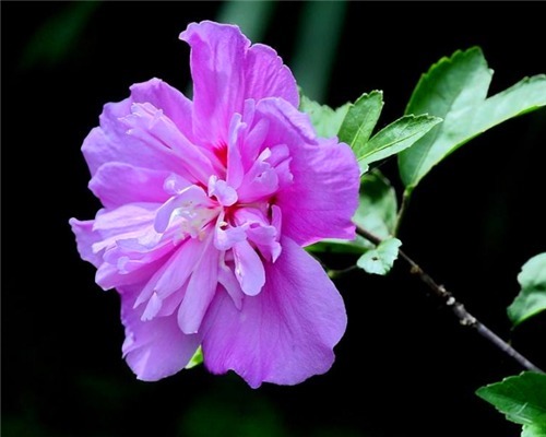 小木槿长期不开花教你3个养护小木槿的小妙招，阳台轻松变花海