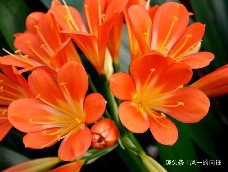 雷区|家养君子兰，这“3个”雷区千万不要踩，不然黄叶是家常便饭