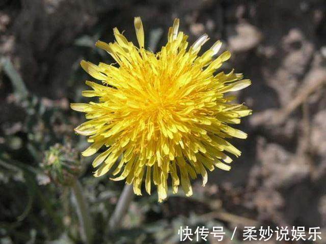 雌激素|女人不想老太快,吃6种美食,激发雌激素,呵护卵巢更显女人味!