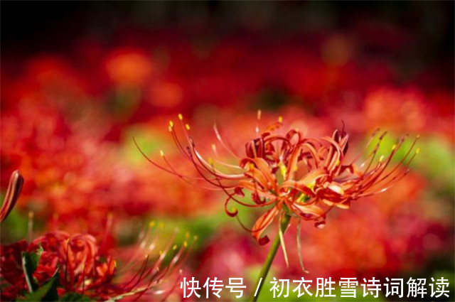 榆树皮|诗意秋草红花三首,满地红心草,凄美彼岸花