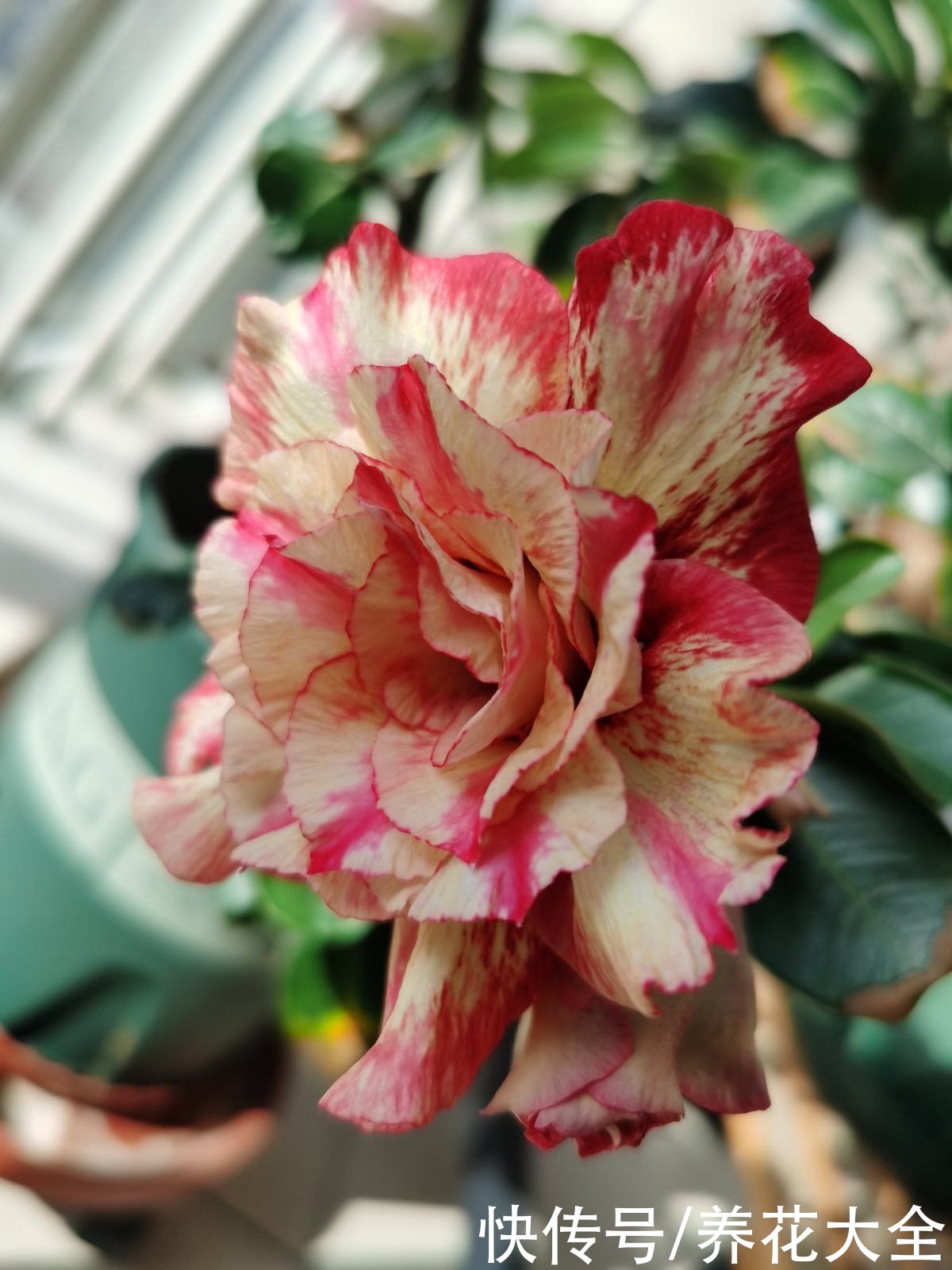 能长成“小树”的多肉，养得越久长得越壮，老桩看着真喜人