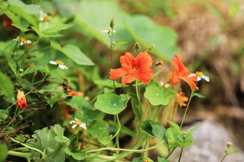 三月烟雨阳朔，油菜花正值盛花期，踏青赏花的好时节