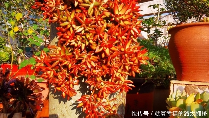 喜欢多肉?建议春节入手这些红色系品种,可以平添几分过年的气氛