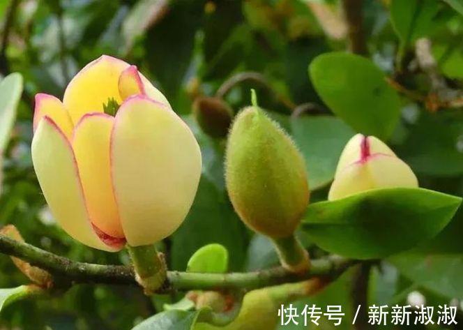 几种花是懒人的最爱,开起花来“拦”不住,美不胜收,你养了吗