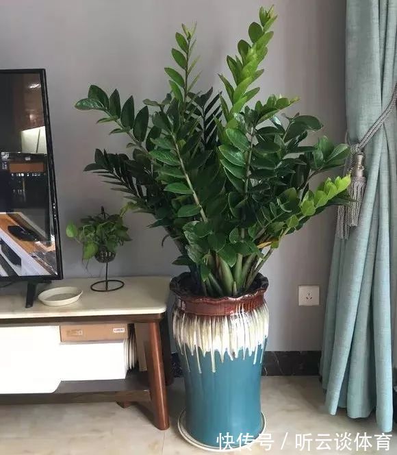 红掌|7种“吉利花”,家里养一盆,顺顺当当又漂亮,养人又旺家