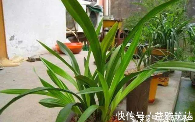 旧筷子养花真不错,直接插在花盆里,这次浇水心里有数了