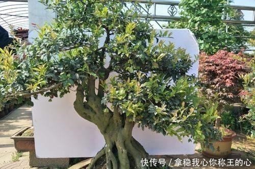 弹子|2种名贵的盆景树,观赏性高价值不菲,能养的家庭不一般!