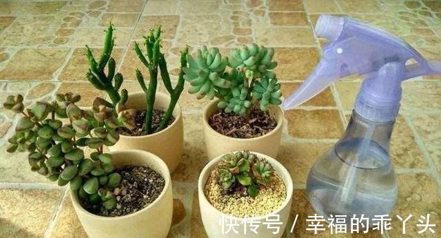 养多肉的花友,在12月份都在做“3件事”,多肉肥美胖成球