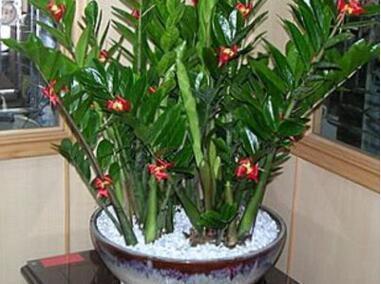 花卉|有钱人家都养这“4种花”,美观大气、旺运招财,财神爷不请自来