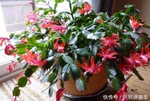 洗衣粉养花妙用学2招,使它来杀虫、催花,早知道早受益