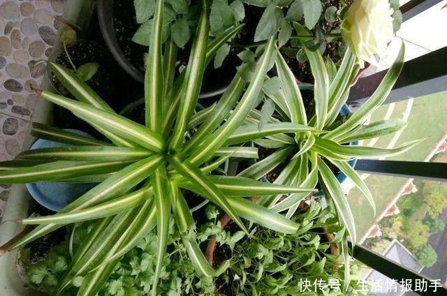 吊兰土加“一料”,不黄叶不焦尖,独苗变老桩,开出层叠群花!