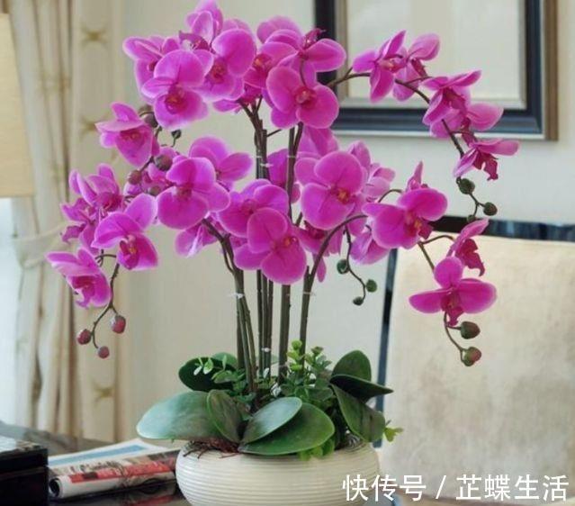 春花|花期超长的几款花卉,花大色艳,开起花来拦不住
