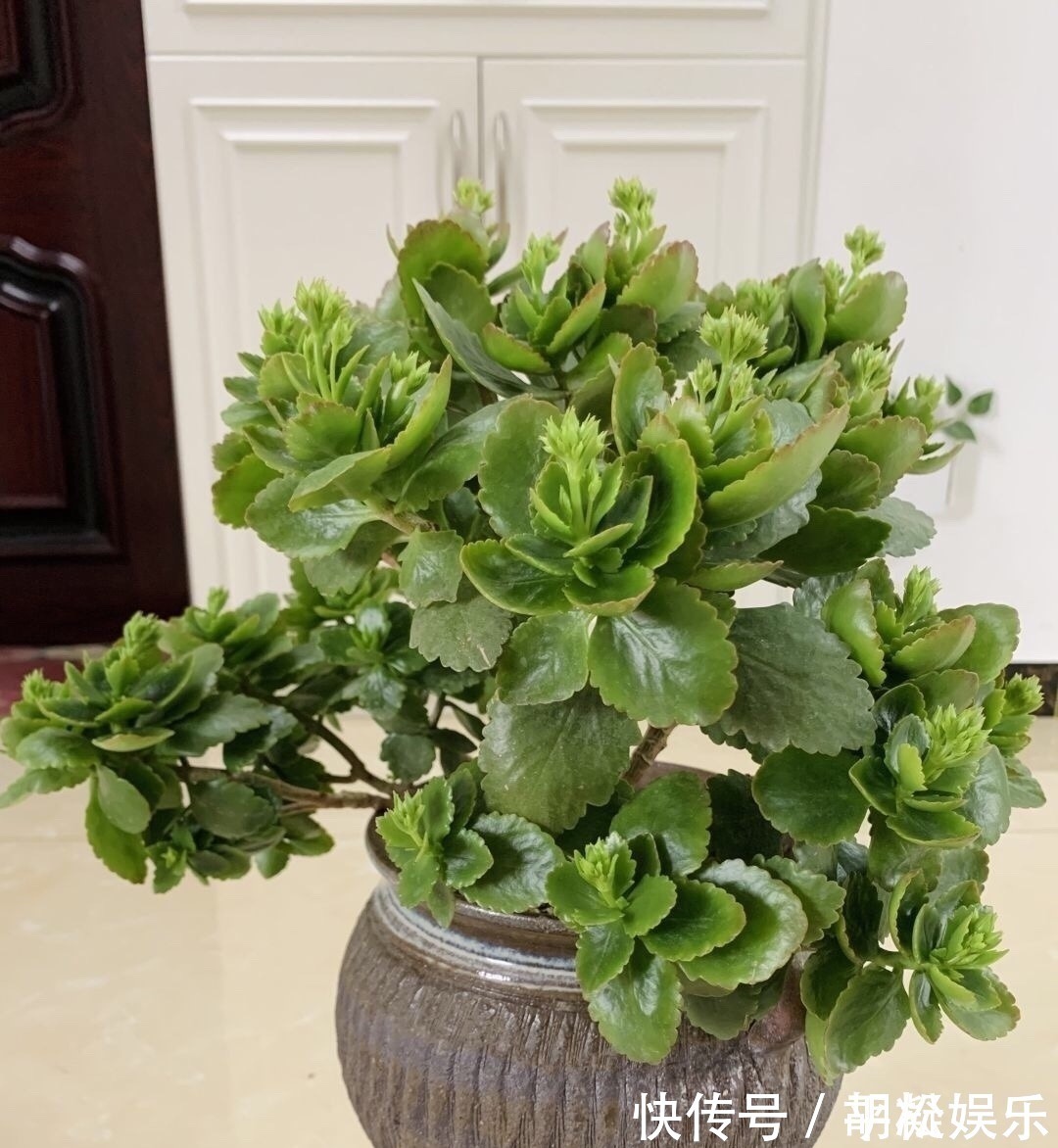 技巧|1盆长寿花长出“25根”花箭,掌握“4个技巧”,你也可以做到