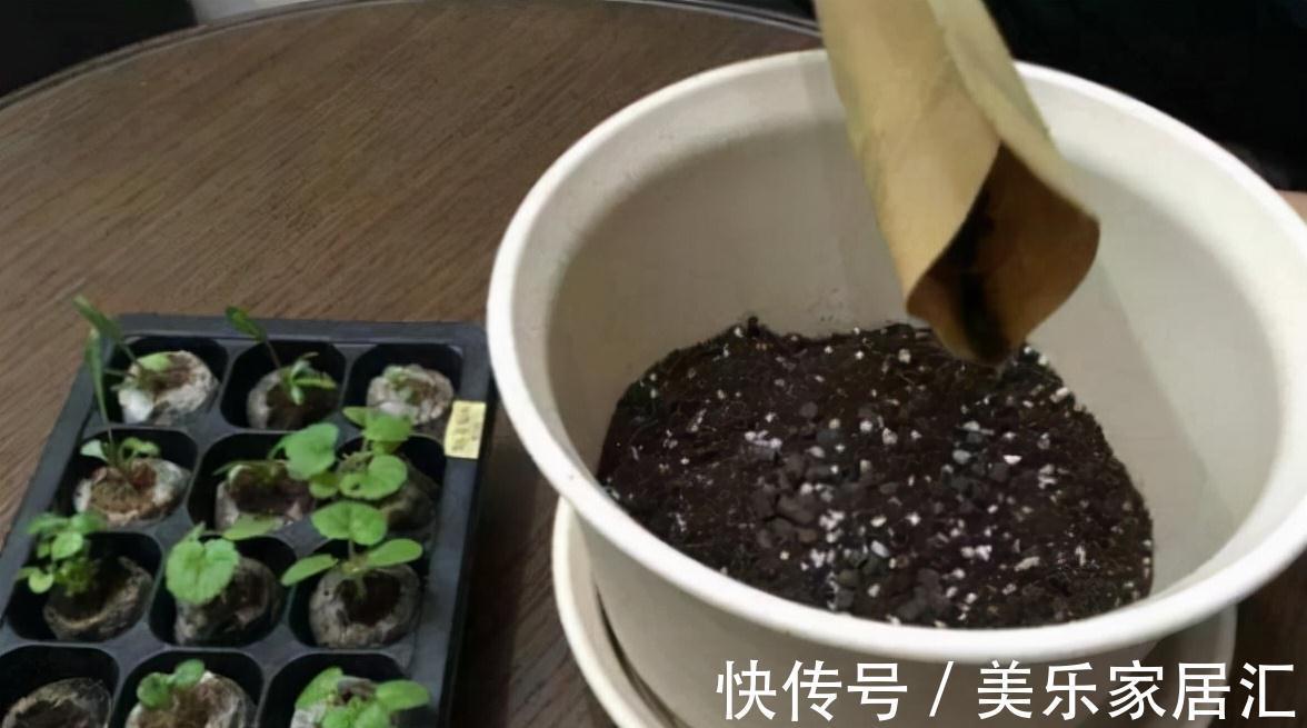 老花匠养花，从来不买花肥，只用这3种黄金土，盆盆都能爆