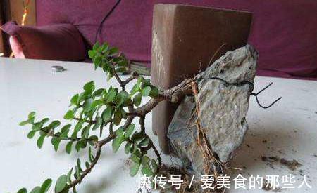 要想金枝玉叶美，秋季管理很关键，该怎样管理