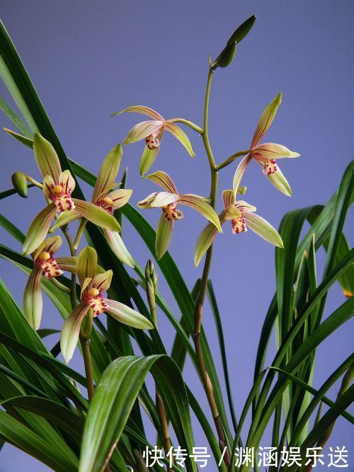 沙漠玫瑰|这几款花卉,堪称花界“开花机器”,盆栽上几种,花开繁华又浪